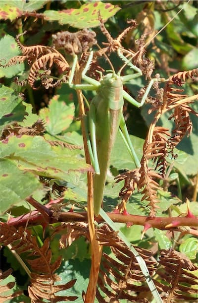  Giant Green Cricket 