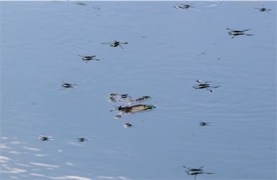  Water Boatmen 