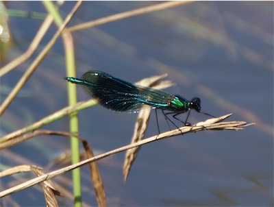  Banded Agrion female 