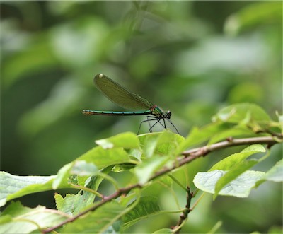  Banded Agrion Damselfly 