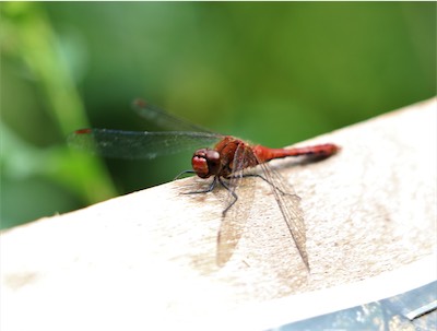  Common Darter male 