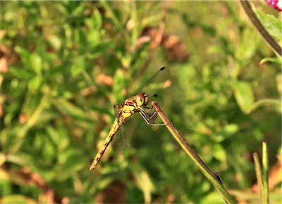  Common Darter 