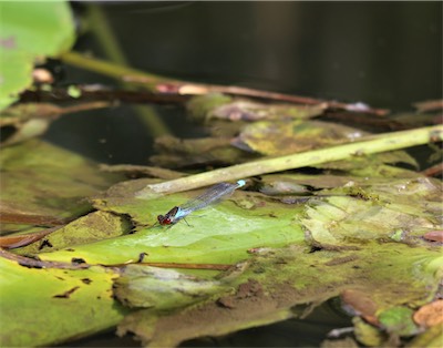  Red Eyed Blue Damselfly 