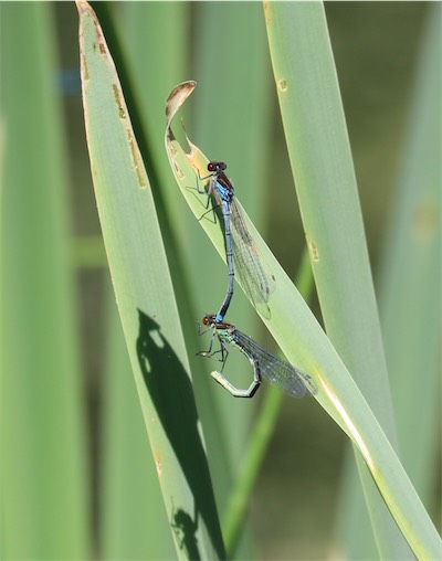  Redeyed Blue Damselflies mating 