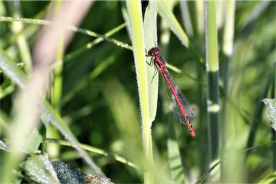  Red Damselfly 