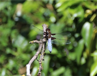  Broad Bodied Chaser 