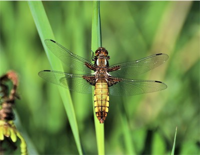  Broad Bodied Chaser 