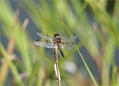  Male Hawker 