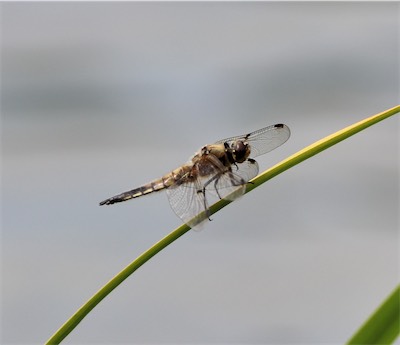  Black Tailed Skimmer 