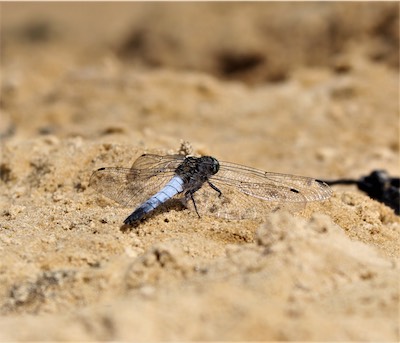  Black Tailed Skimmer 