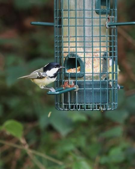 Coal Tit