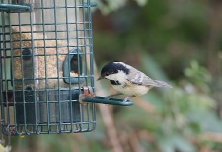 Willow Tit