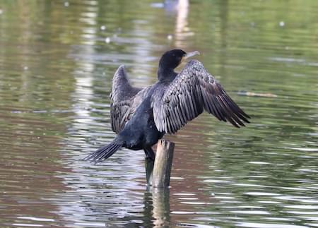 Coromorant on Christleton Pit