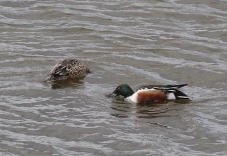 Shoveller at Christleton Pit