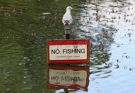 8 Black Headed Gull at Christlton Pit