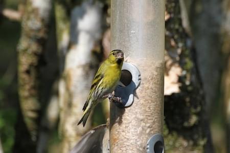 Siskin male at the Platts