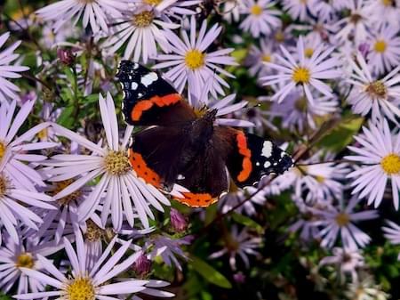 Red Admiral Butterfly