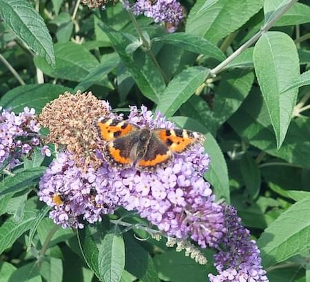 Small Tortoishell Butterfly