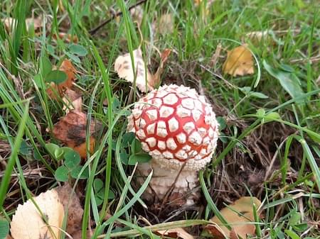 Fly agaric Woodfield