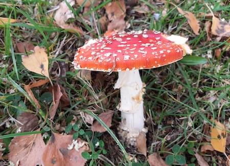 Fly agaric in Woodfields Christleton