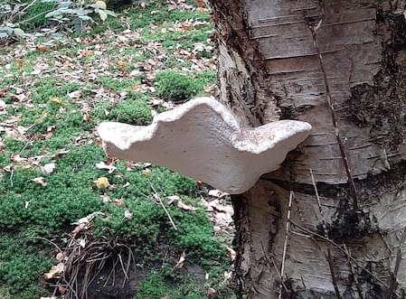 Bracket fungi in Christleton