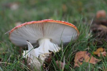 Fly Agaric Fungi