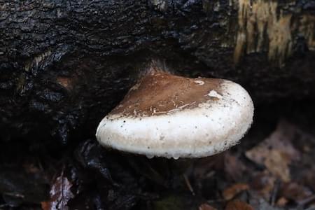 Birch Polypore Fungi