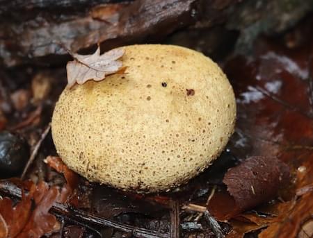 Soft Puff Ball Fungi seen in Christleton