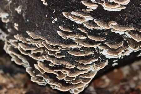 Bracket Fungi