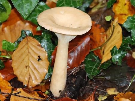 Trooping Funnel Fungi