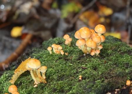 Conifer Tuft Fungi