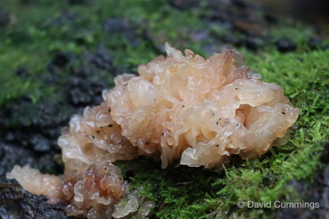 Jelly Fungus