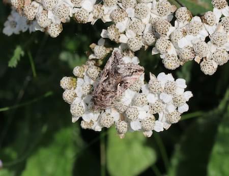 Moth at Lindisfarne 2023 Silver Y