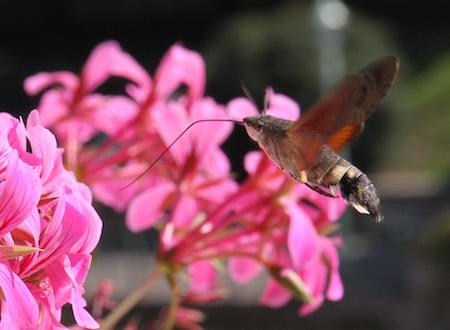 Humming Bird Hawk Moth