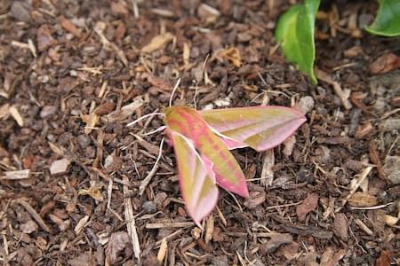 Elephant hawk moth at Waverton