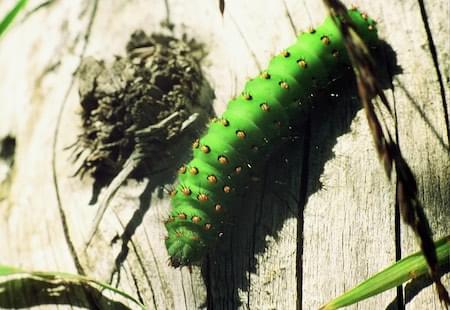 Catterpillar France Alps Emperor Moth