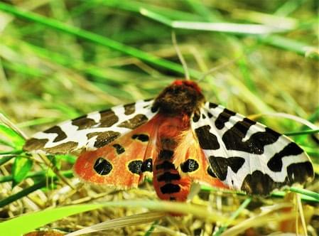 Tiger Moth Pembrokeshire Garden Tiger