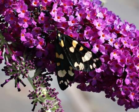 Scarlet garden tiger moth Rowton 2023