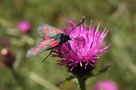 Burnet Moth