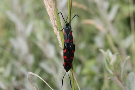 Burnet moths