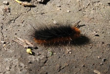 Catterpillar at Hockenhull  Garden Tiger!