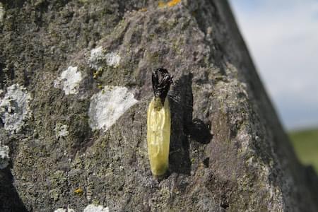 Vacated Burnet moth cocoon.JPG