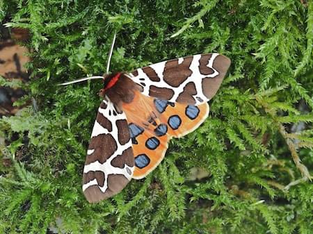 Garden Tiger