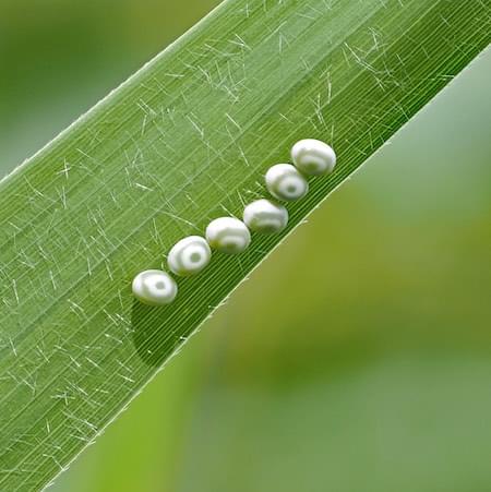 Drinker Moth eggs