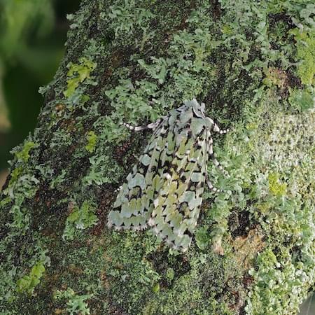 Merveille du Jour