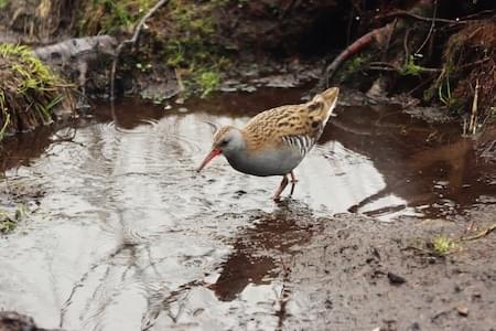 Water Rail