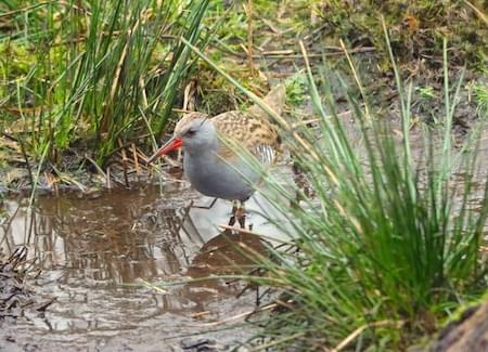 Water Rail