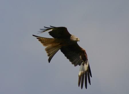 Red Kite