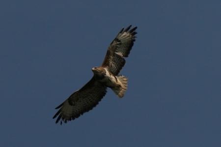 Buzzard