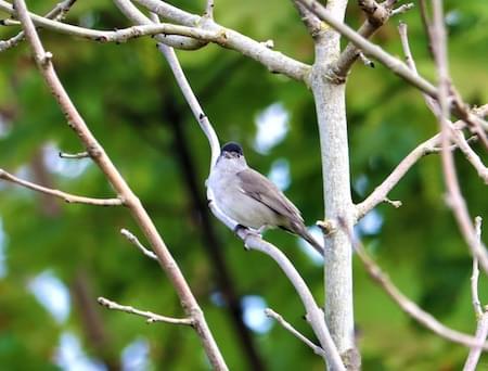 Blackcap